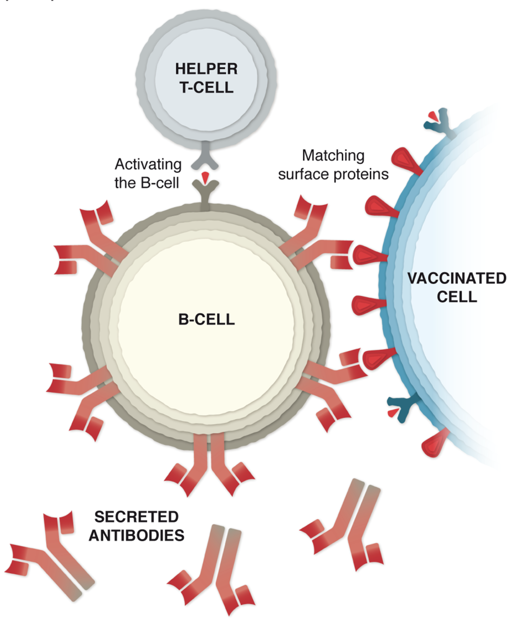 Explained: a visual guide to how the Pfizer Covid-19 vaccine works ...