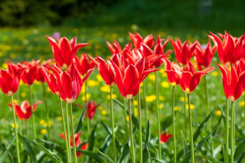 April is very much the month of tulips, such as this 'Aladdin' variety. Photograph: Alamy/PA