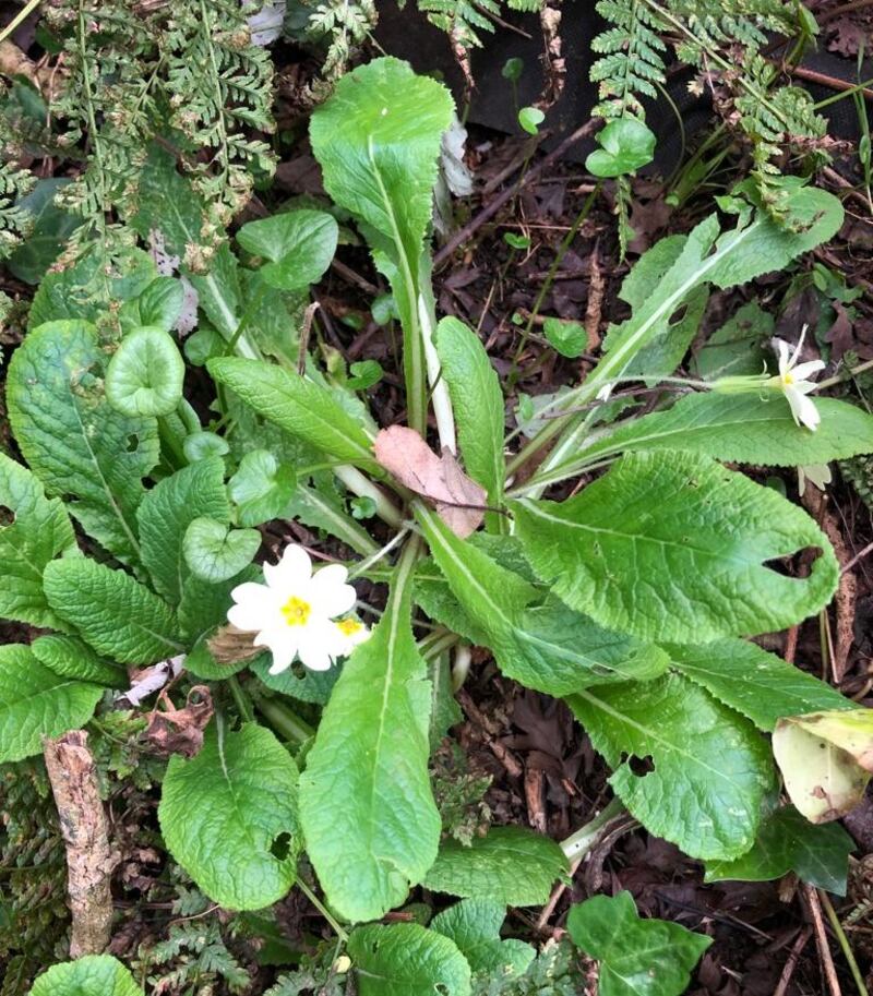 Wild primrose. Photograph supplied by M Maloney