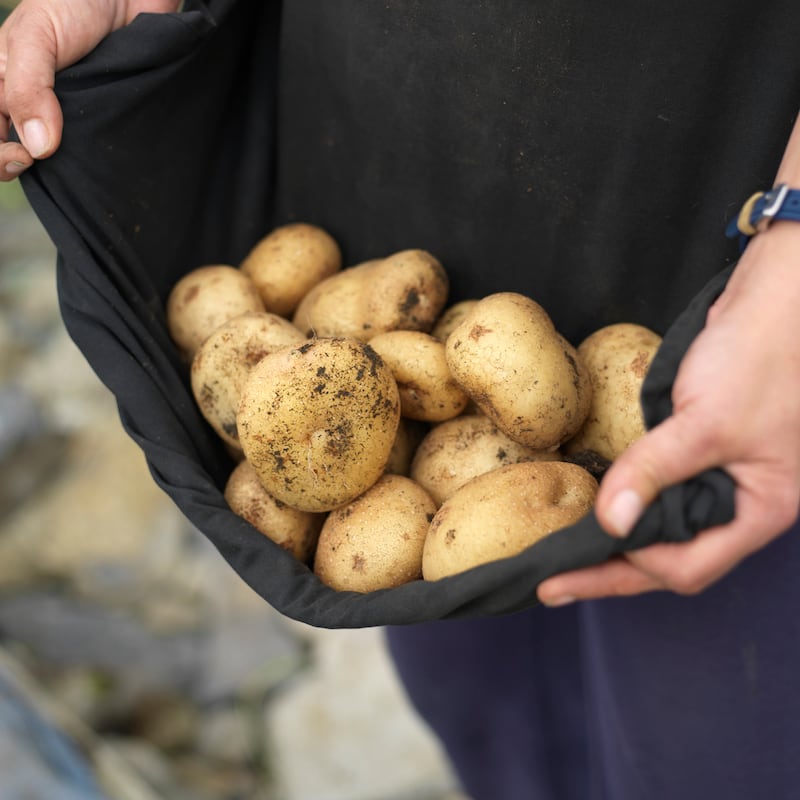 Savouring the very first homegrown potatoes is a magical feeling. Photograph: Richard Johnston