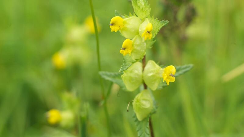 Yellow rattle. Photo credit Richard Johnston