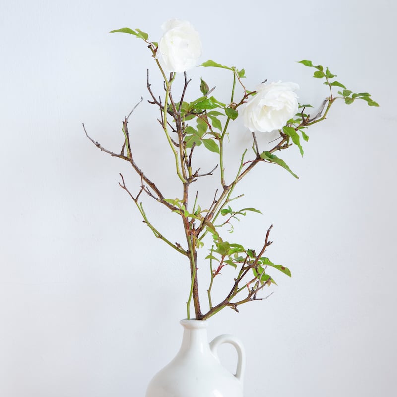 Stories from my Kitchen Table: White rose. Photograph: Liza Cauldwell