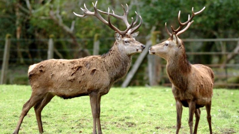 Killarney National Park has plenty of good spots for a picnic. Photograph:  Eamonn Keogh