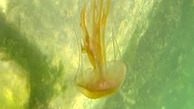 Eyes on nature: one of the young Pelagia noctiluca,  or mauve stinger, jellyfish that Shane Rooney saw off Co Clare