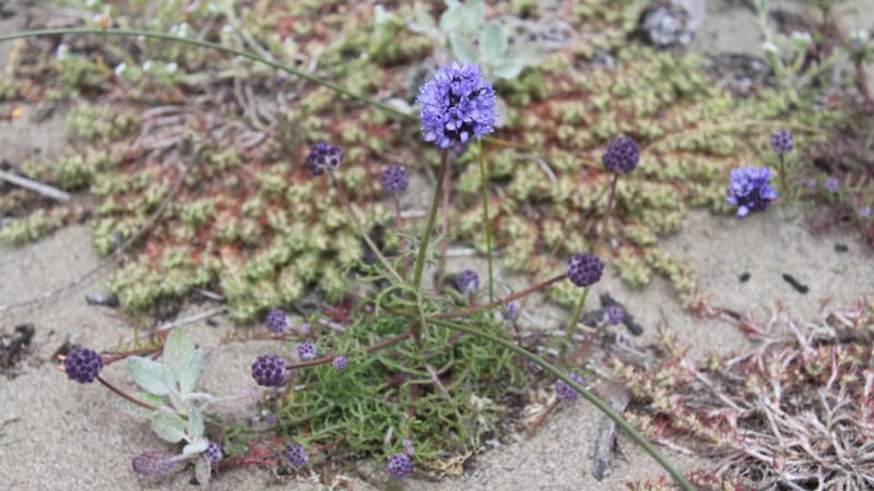 Invaded territory: the dune gilia, a rare California flower threatened by marram grass. Photograph: Jackie Sones