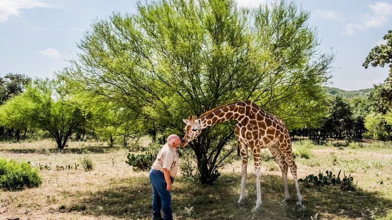 Buck Watson pets Buttercup the giraffe at the Ox Ranch in Uvalde, Texas. Photograph: Daniel Berehulak/New York Times