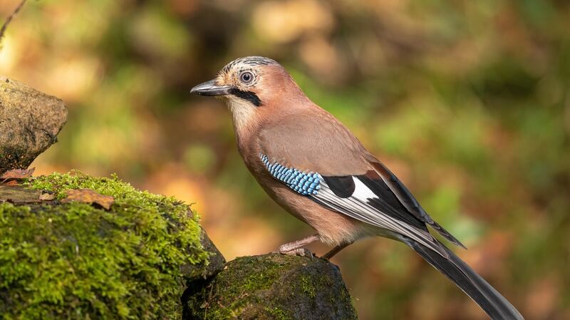 Eurasian Jay perching in Autumn sunshine. Photograph: iStock