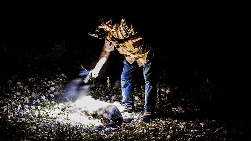 Larry Hromadka, a hunting guide, fires his pistol to end the suffering of a feral hog shot and wounded during a night boar hunt at the Ox Ranch in Uvalde, Texas. Photograph: Daniel Berehulak/New York Times