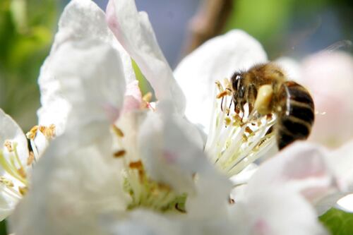 ‘Bee friendly’ approach urged to help save species from extinction