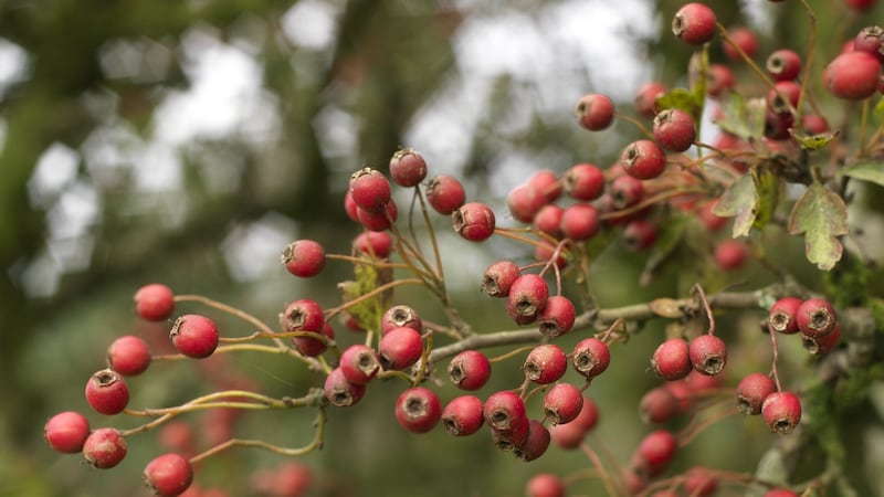 The decorative berries of the native hawthorn. Photograph: Richard Johnston