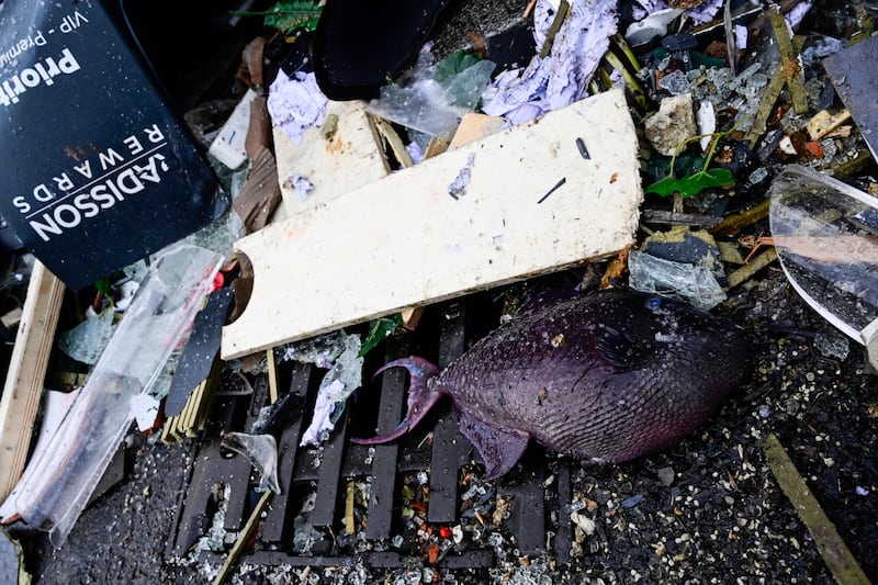 A dead fish lies in the debris in front of the Radisson Blu hotel in Berlin, where a huge aquarium located in the hotel's lobby burst. Photograph: John Macdougall/Getty Images