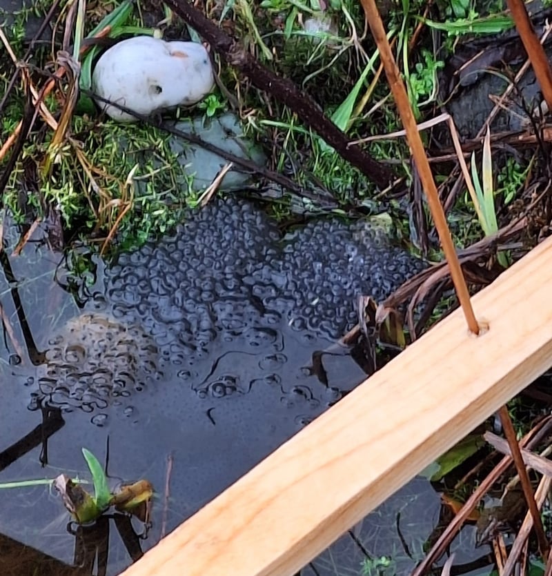 Frog spawn found in a pond in Dunchaoin, Co Kerry