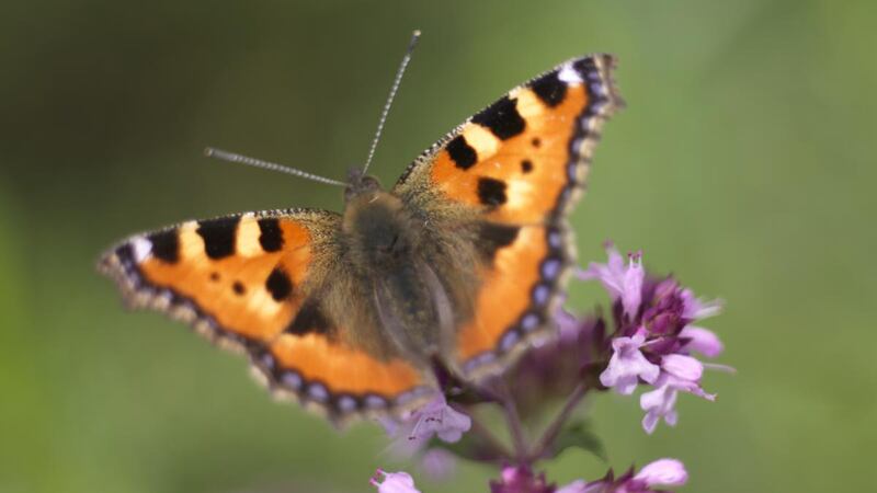 A Tortoiseshell butterfly on the nectar-rich flowers of marjoram. Photograph: Richard Johnston