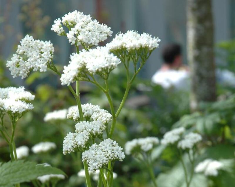 Valeriana alliariifolia. Photograph: Liat Schurmann/Mount Venus Nursery