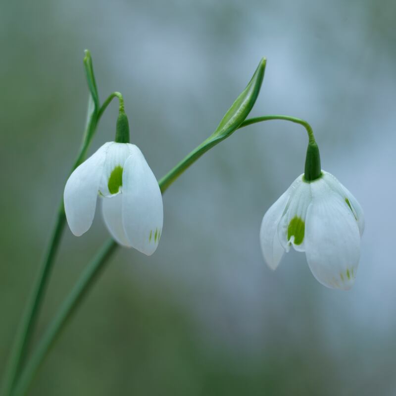 Snowdrops flowering in an Irish garden. Photograph: Richard Johnston