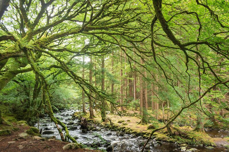 Owengarriff river along the Kerry Way, Killarney National Park. Photograph: Getty Images