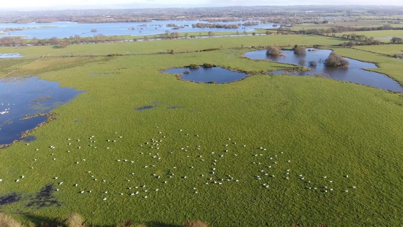 The Creagh, Lough Beg, one of Ireland’s best sites for whooper swans, visible as white dots in the water meadows. Photograph courtesy of Chris Murphy