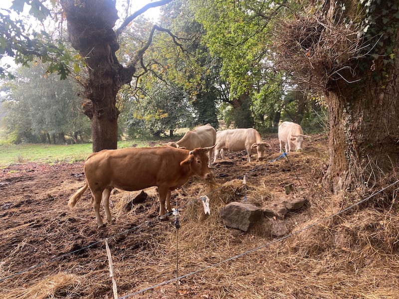 There were small farms of cows, with old-fashioned milking parlours, rusting farm equipment, as well as yards with pigs and dogs and mules