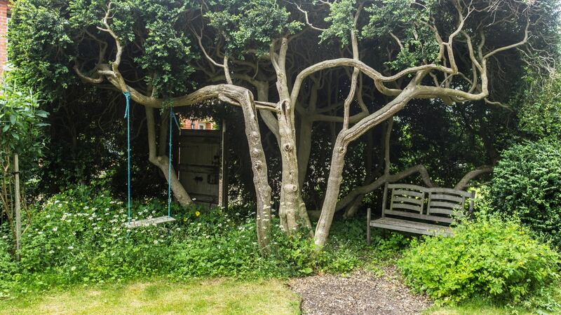 Overgrown garden. Photograph: Getty Images