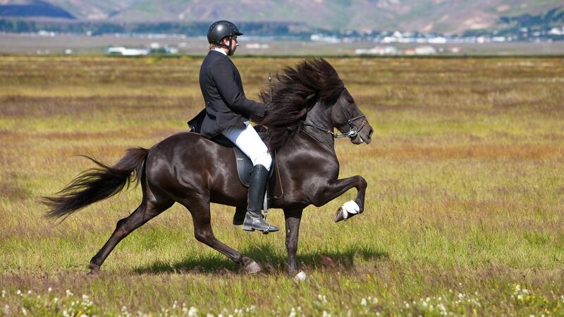 Several local stables operate horse riding tours around the Akureyri countryside.