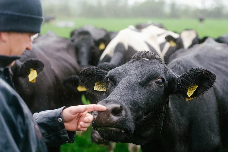 The Connelly family milk 97 Holstein Friesian cows on over 120 acres. Credit: Dora Kazmierak – and NDC & Ornua Quality Milk Awards