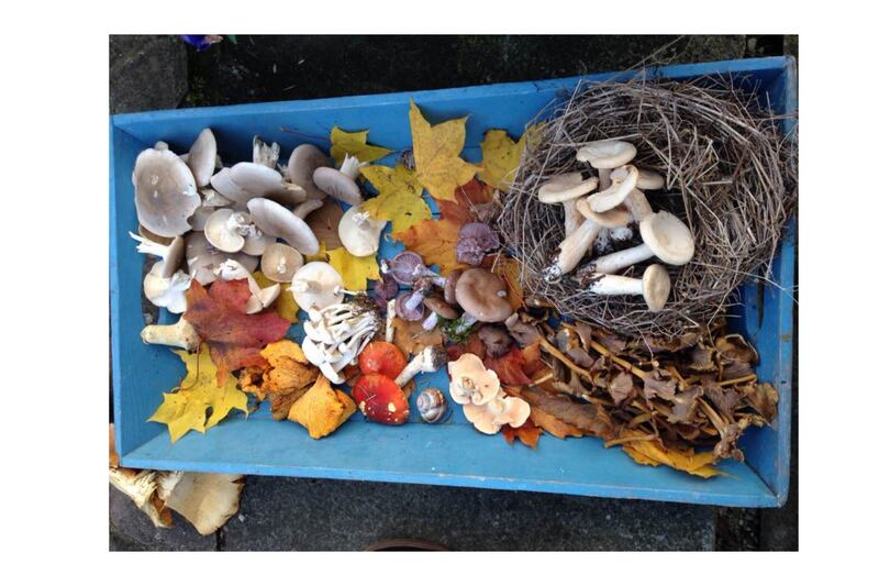 Mushrooms foraged by Mary Bulfin in Co Offaly