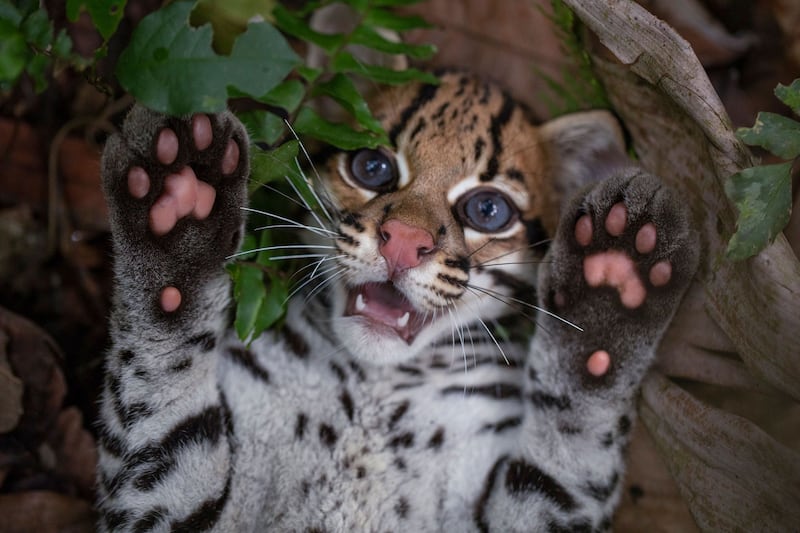 Wildcat. Photograph: Trevor Frost/Prime Video