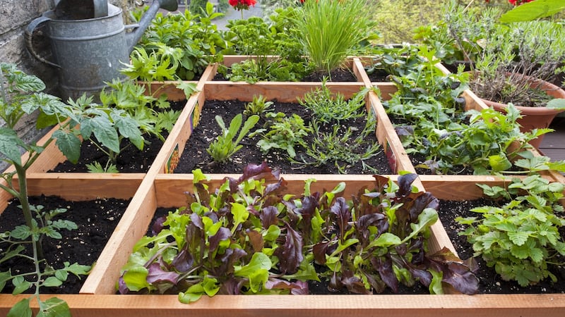 Square foot gardening by planting flowers, herbs and vegetables in wooden box on balcony. Photograph: Arterra/UIG via Getty Images