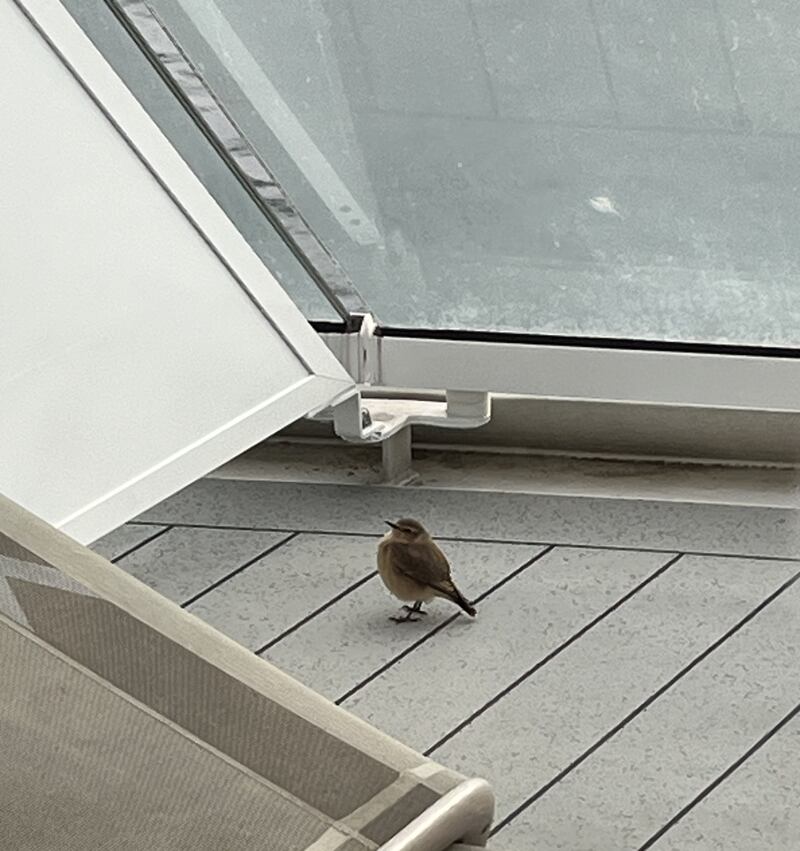 Juvenile wheatear. Photograph supplied by Eoin O’Flynn