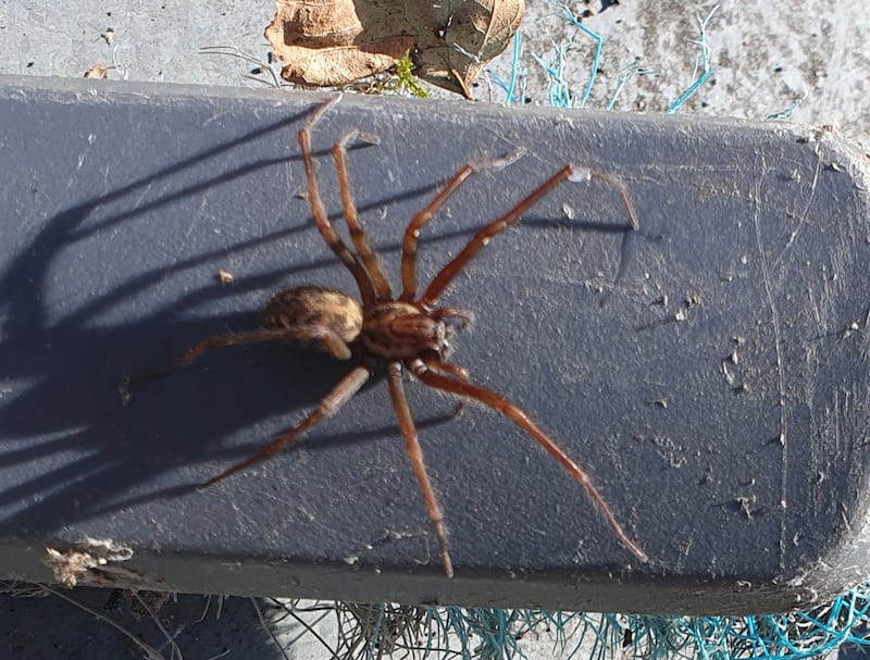 House spider. Can you see a skull on its back? Photograph: Stephen  O'Brien