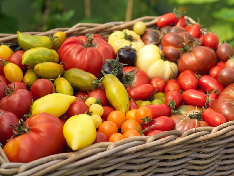 Irish-grown tomatoes. Photograph: Richard Johnston