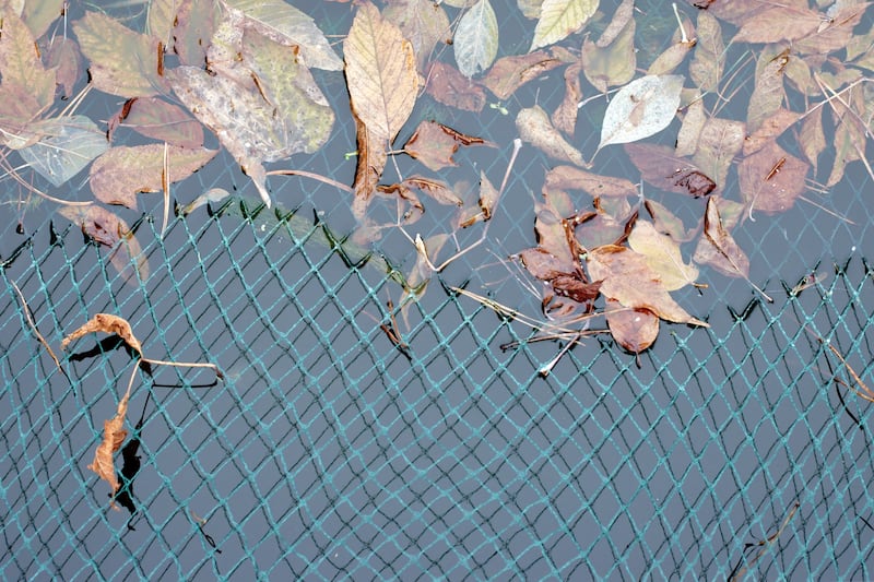 Garden ponds should be given a gentle annual tidy-up at this time of year to cut down and remove any dead and decaying foliage. Photograph: iStock