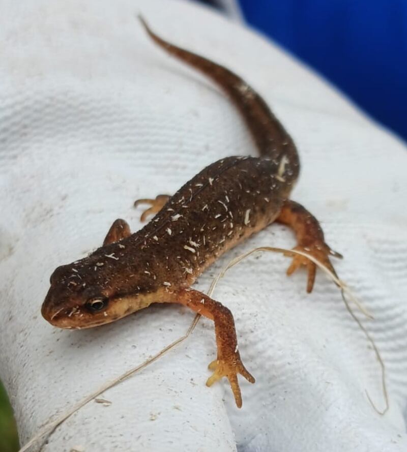 A smooth newt. Photograph: Meave O'Hickey