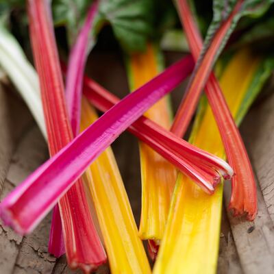 Freshly picked ruby chard. Photograph:  Richard Johnston