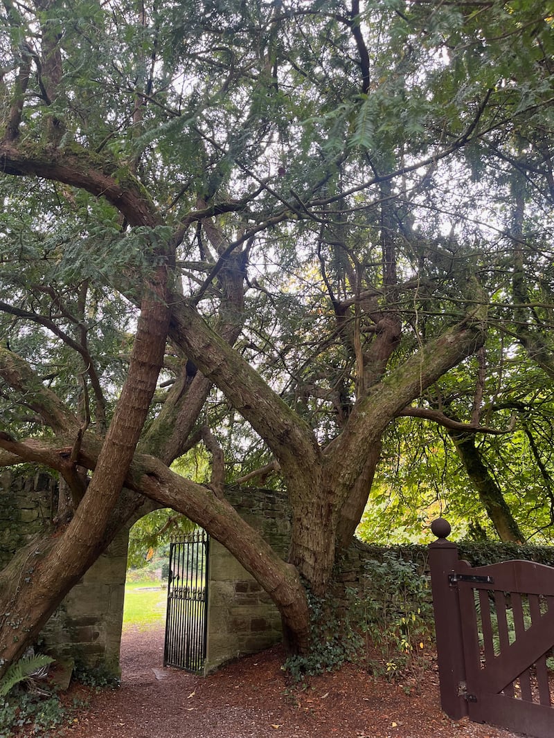 Trees at Glenstal Abbey