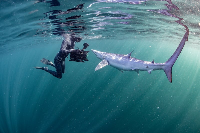 Ken O’Sullivan filming a blue shark in the North Atlantic, off Ireland. Photograph: George Karbus/Sea Fever Productions