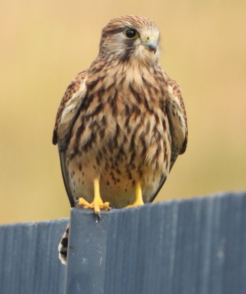 Female kestrel. Photograph supplied by Niall Mac Neill