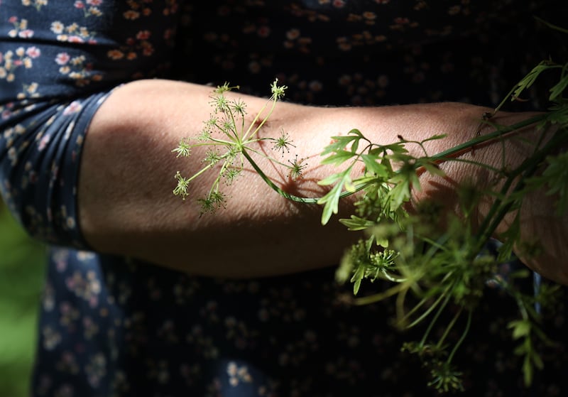 Geraldine Kavanagh with Hemlock Water Dropwort - aka Dead Man’s Fingers - which looks harmless, but which, if consumed, can cause stomach pains, failure of the nervous system and even death.  Photograph: Nick Bradshaw 