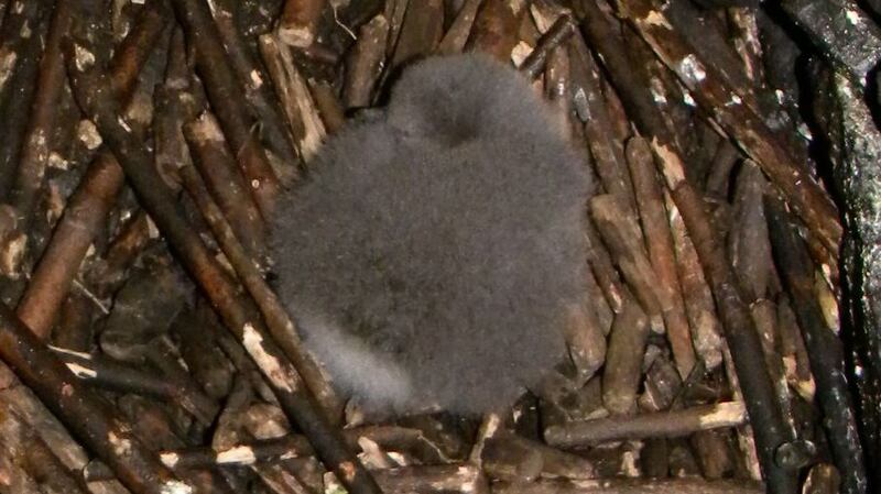 Nature reserve: a Manx shearwater chick on Skellig Michael in September last year