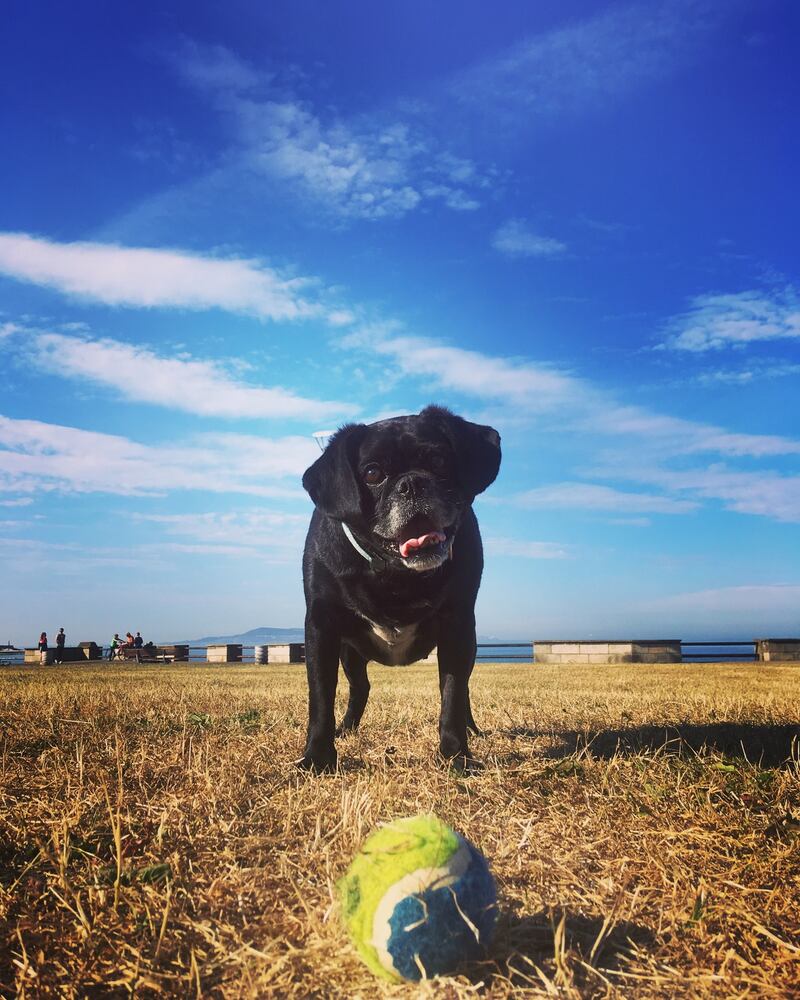 A dog and his ball PHOTO: Luanna Toolan