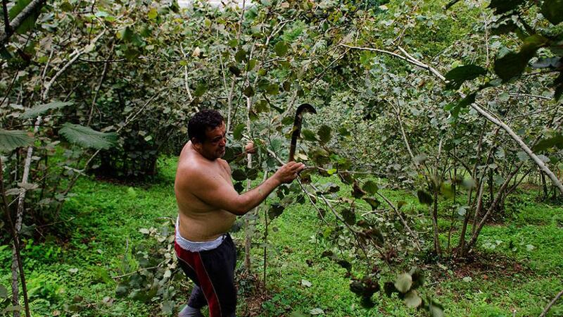 Hazelnut producer Bahtiyar Kudu busily cuts excess branches from his hazelnut trees outside Gorele, Turkey. Photograph: John Wreford