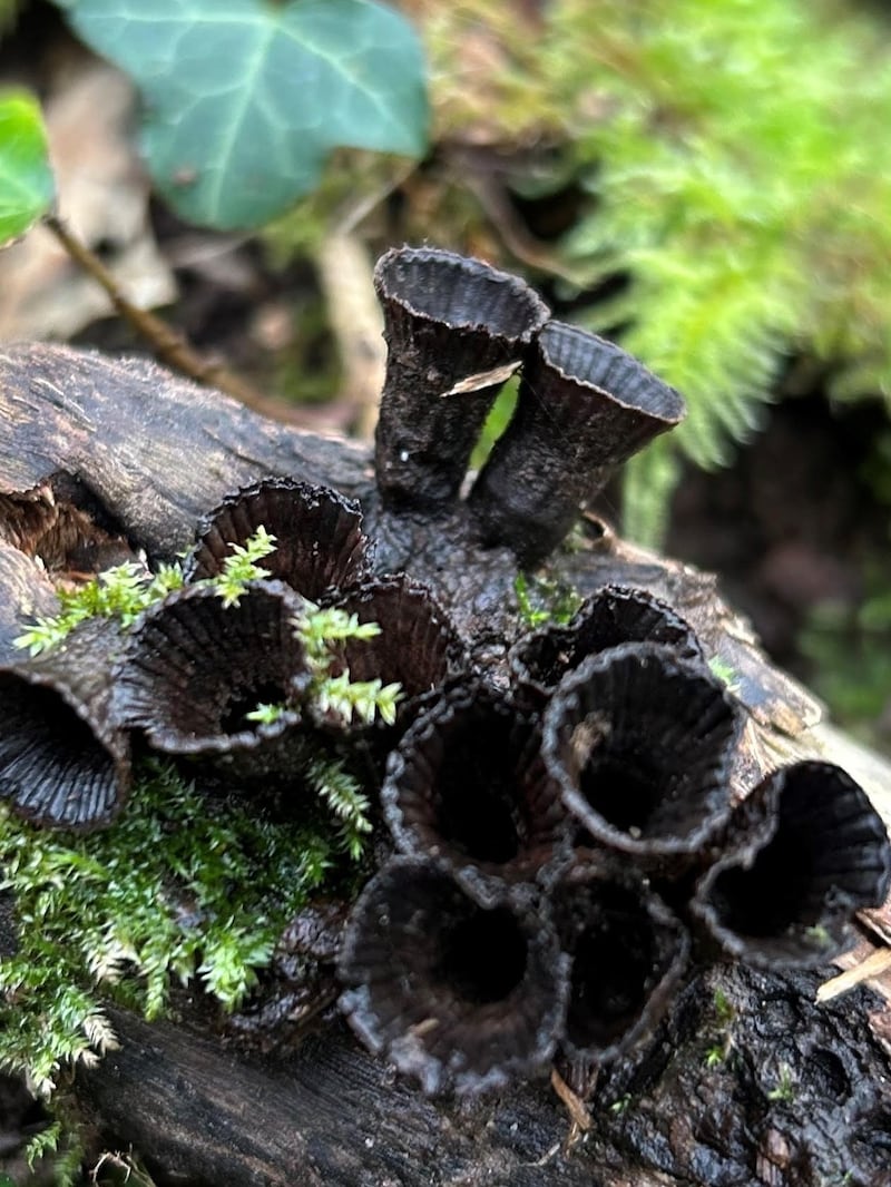 Fluted bird’s nest fungus. Photograph: Olive Kehoe