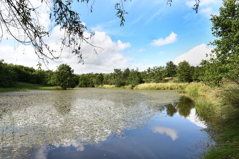 The large pond on the Bee Sanctuary. Photograph: Clare-Louise Donelan