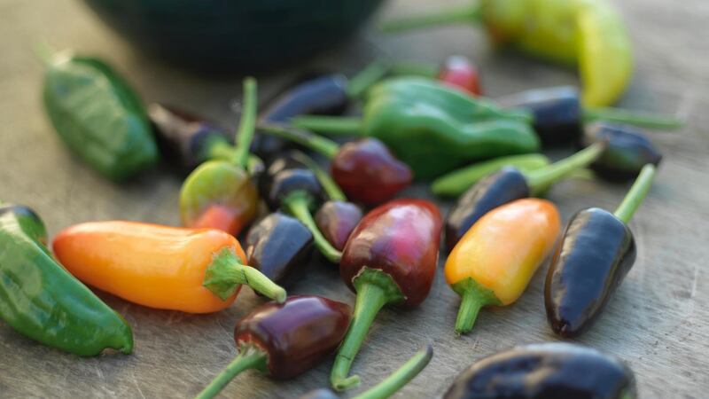 Homegrown chillies from Fionnuala's garden