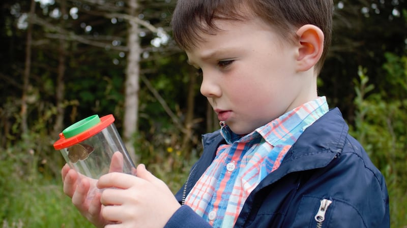 Kai Fitzsimons (5) looking at  a painted lady butterfly  in Merlin Woods. Photograph:  Colin Stanley