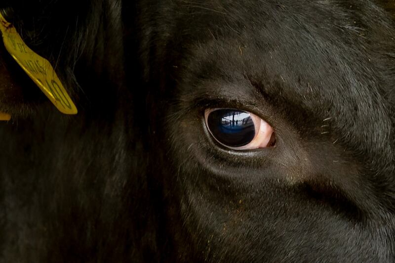 BULL'S EYE: A young bull waits before auction at Corrin Mart, Fermoy, Co Cork. Photograph: Daragh McSweeney/Provision