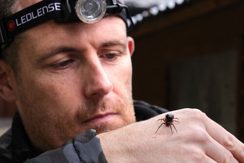 Ireland faces ‘significant population’ of false widow spiders in next 20 years