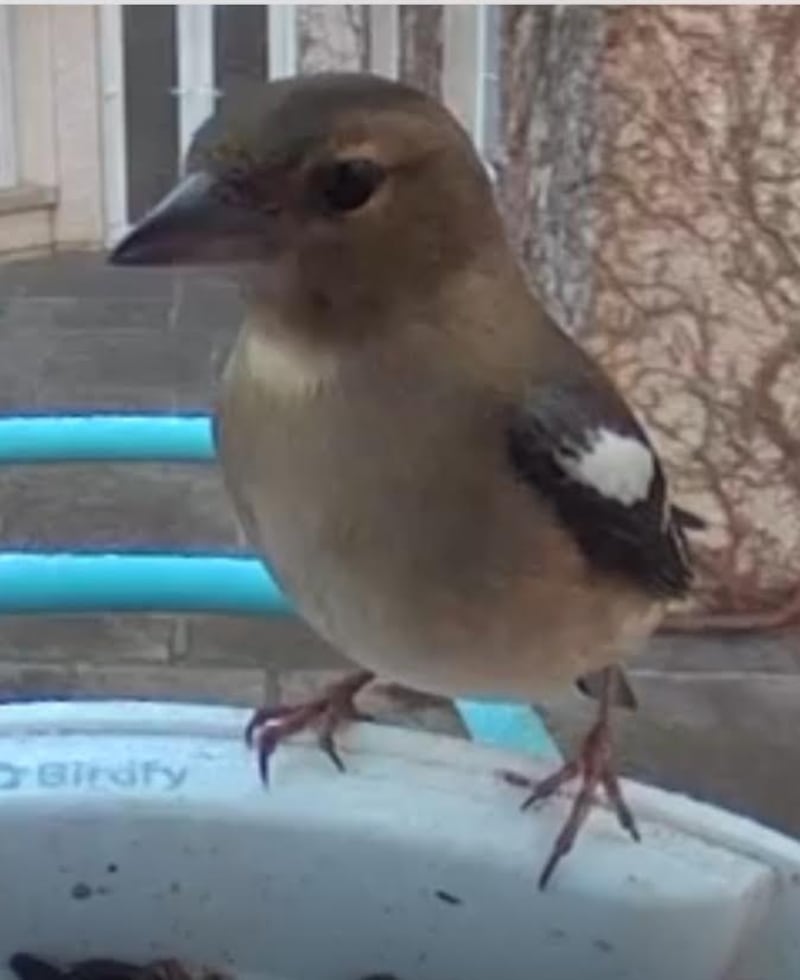 An exceedingly common species, the chaffinch is believed to outnumber humans on the island of Ireland. Photograph: Michael Lynch