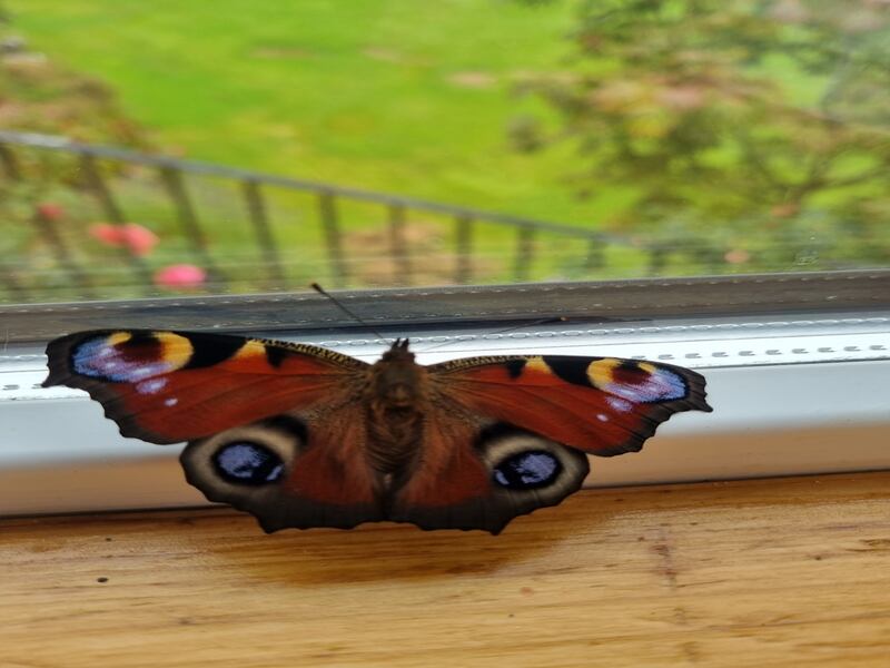 A Peacock butterfly. Photograph: Anne Casey