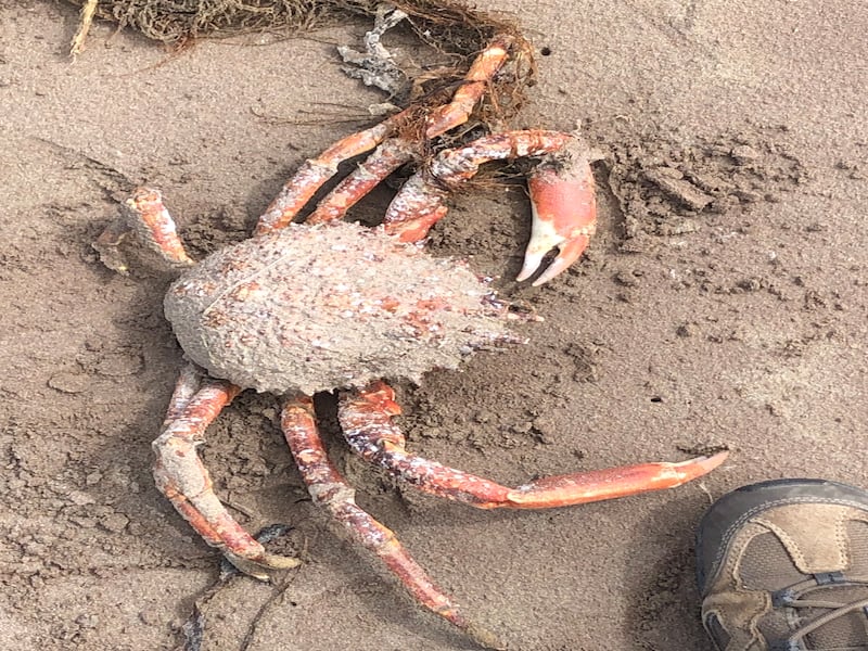 spider crab, supplied by James  Armstrong